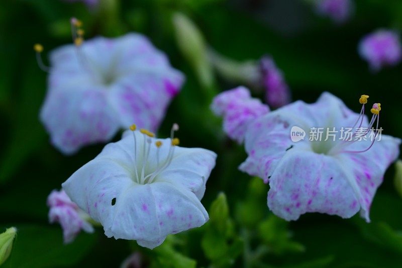 紫茉莉/四点花